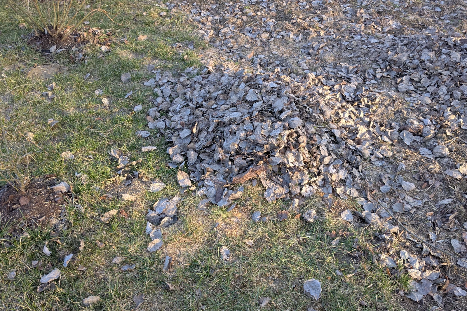 Pień przykryty liśćmi