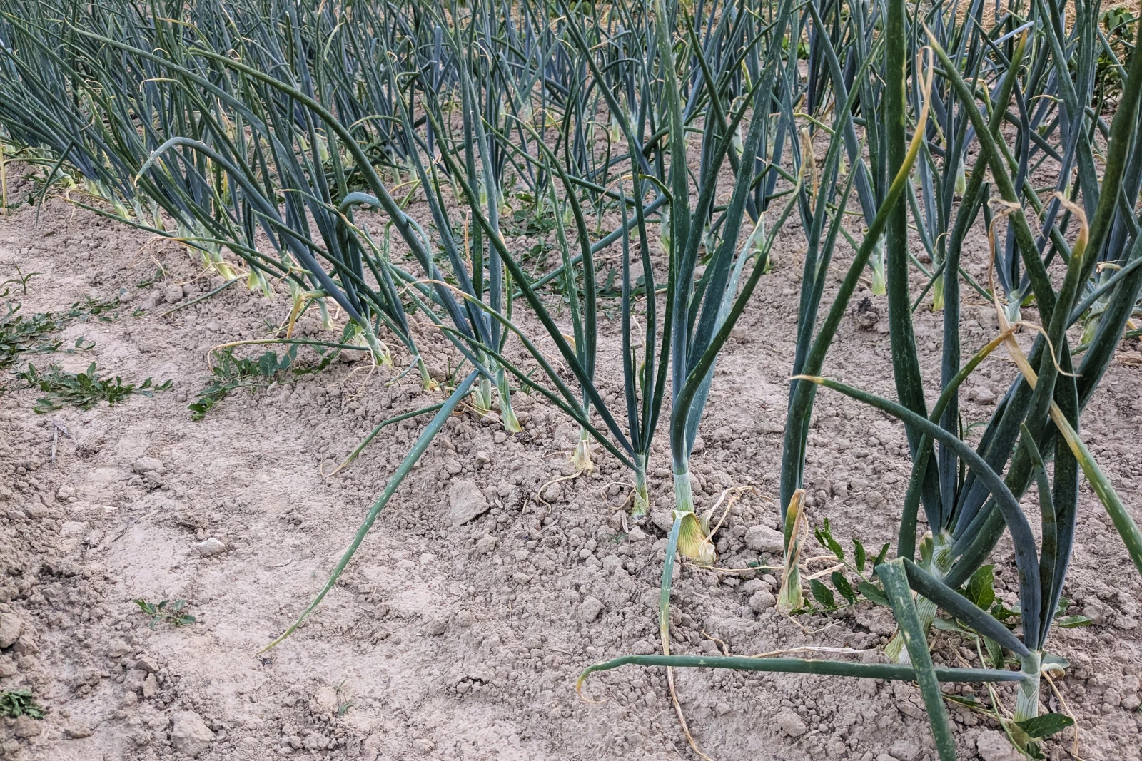 Cebula zimująca Senshyu Yellow