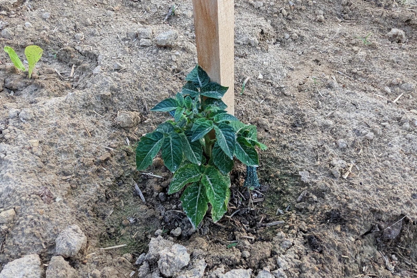 Pomidor koktajlowy Venus
