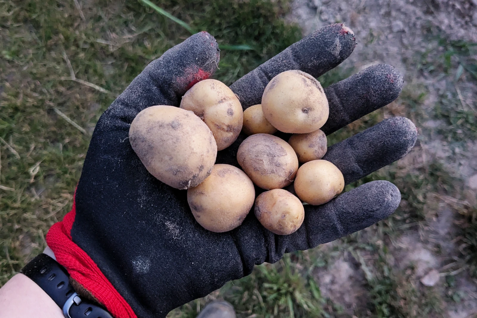 Ziemniak Denar padają z gorąca i suszy